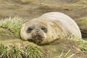 fuer seal.20081111_3494